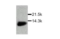 Anti-MIF antibody used in Western Blot (WB). GTX27207