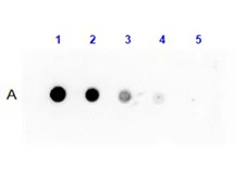 Anti-Protein G antibody (HRP) used in Dot blot (Dot). GTX27250