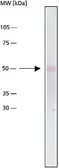 Anti-alpha Tubulin antibody [DM1A] used in Western Blot (WB). GTX27291