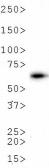 Anti-Firefly Luciferase antibody [Luci 21 1-107] used in Western Blot (WB). GTX27358