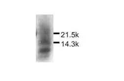 Anti-MDC antibody used in Western Blot (WB). GTX27362