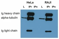 Anti-alpha Tubulin antibody [TU-16] used in Immunoprecipitation (IP). GTX27749