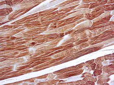 Anti-alpha Sarcomeric Actin antibody [5C5] used in IHC (Paraffin sections) (IHC-P). GTX27799