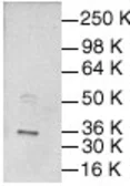 Anti-c-Jun antibody used in Western Blot (WB). GTX27964