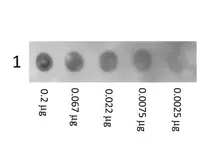 Human Albumin protein (Biotin). GTX28033-pro