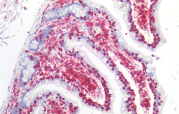 Anti-CD45 antibody [MEM-28] used in IHC (Paraffin sections) (IHC-P). GTX28216