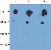 Anti-HIV protease antibody [1696] used in Dot blot (Dot). GTX28327