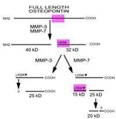 Anti-Osteopontin antibody used in  (). GTX28448