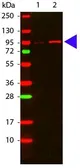 Anti-AKT (phospho Thr308) antibody used in Western Blot (WB). GTX28933