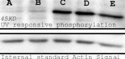 Anti-Phosphoserine antibody (Biotin) used in Western Blot (WB). GTX29335