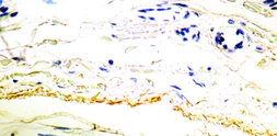 Anti-Elastin antibody [BA-4] used in IHC (Paraffin sections) (IHC-P). GTX29519