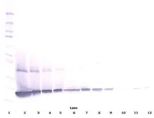 Anti-G-CSF antibody used in Western Blot (WB). GTX29751