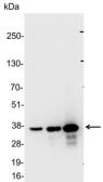 Anti-GST tag antibody used in Western Blot (WB). GTX30509