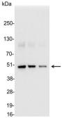 Anti-DDDDK tag antibody used in Western Blot (WB). GTX30528