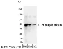 Anti-V5 tag antibody used in Western Blot (WB). GTX30564