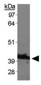 Anti-beta Actin antibody used in Western Blot (WB). GTX30632