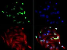 Anti-NSP-5a3a antibody used in Immunocytochemistry/ Immunofluorescence (ICC/IF). GTX30651
