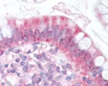 Anti-NPC1L1 antibody used in IHC (Paraffin sections) (IHC-P). GTX30675