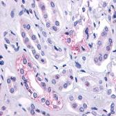 Streptomycin control peptide. GTX30733