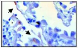 Anti-PDE6A antibody used in Immunohistochemistry (IHC). GTX30751