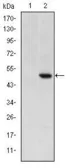 Anti-Cripto antibody [3A6] used in Western Blot (WB). GTX31125