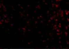 Anti-KLRA1 antibody used in IHC (Paraffin sections) (IHC-P). GTX31370