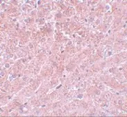 Anti-ATG101 antibody used in IHC (Paraffin sections) (IHC-P). GTX31415