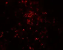 Anti-TLX3 antibody used in IHC (Paraffin sections) (IHC-P). GTX31542