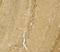 Anti-NINJ1 antibody used in IHC (Paraffin sections) (IHC-P). GTX31596