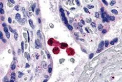 Anti-TLR4 antibody used in IHC (Paraffin sections) (IHC-P). GTX31674