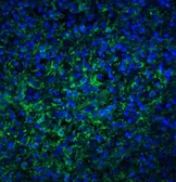 Anti-TLR4 antibody used in IHC (Paraffin sections) (IHC-P). GTX31675
