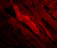 Anti-SHP2 antibody used in IHC (Paraffin sections) (IHC-P). GTX31745