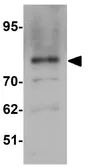 Anti-ZFP219 antibody used in Western Blot (WB). GTX31829