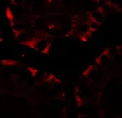 Anti-CFTR antibody used in IHC (Paraffin sections) (IHC-P). GTX31913