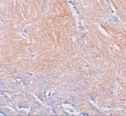 Anti-CXXC5 antibody used in IHC (Paraffin sections) (IHC-P). GTX31997