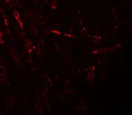 Anti-ZBTB4 antibody used in IHC (Paraffin sections) (IHC-P). GTX31998
