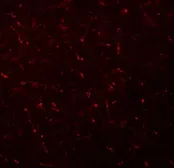 Anti-AP3M1 antibody used in IHC (Paraffin sections) (IHC-P). GTX32019