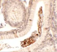 Anti-SPATA1 antibody used in IHC (Paraffin sections) (IHC-P). GTX32038