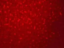Anti-SIVA antibody used in IHC (Paraffin sections) (IHC-P). GTX32046