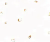 Anti-B9D1 antibody used in Immunocytochemistry/ Immunofluorescence (ICC/IF). GTX32055