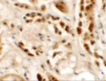 Anti-SIGLEC15 antibody used in IHC (Paraffin sections) (IHC-P). GTX32061