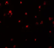 Anti-KIAA0141 antibody used in IHC (Paraffin sections) (IHC-P). GTX32077