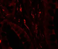 Anti-GILZ antibody used in IHC (Paraffin sections) (IHC-P). GTX32107