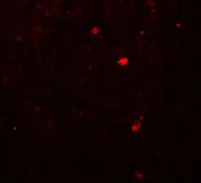 Anti-LAMTOR2 antibody used in IHC (Paraffin sections) (IHC-P). GTX32131