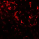 Anti-Beclin 2 antibody used in IHC (Paraffin sections) (IHC-P). GTX32141