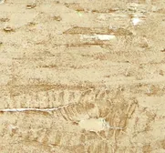 Anti-MYH8 antibody used in IHC (Paraffin sections) (IHC-P). GTX32145