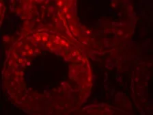 Anti-ADAM29 antibody used in IHC (Paraffin sections) (IHC-P). GTX32157
