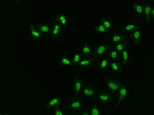Anti-APE1 antibody used in Immunocytochemistry/ Immunofluorescence (ICC/IF). GTX32451
