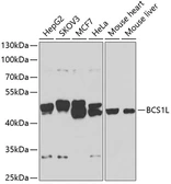 Anti-BCS1L antibody used in Western Blot (WB). GTX32469
