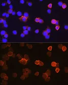 Anti-CD14 antibody used in Immunocytochemistry/ Immunofluorescence (ICC/IF). GTX32497
